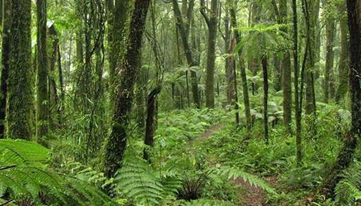 National Park Villages, Ohinetonga Track